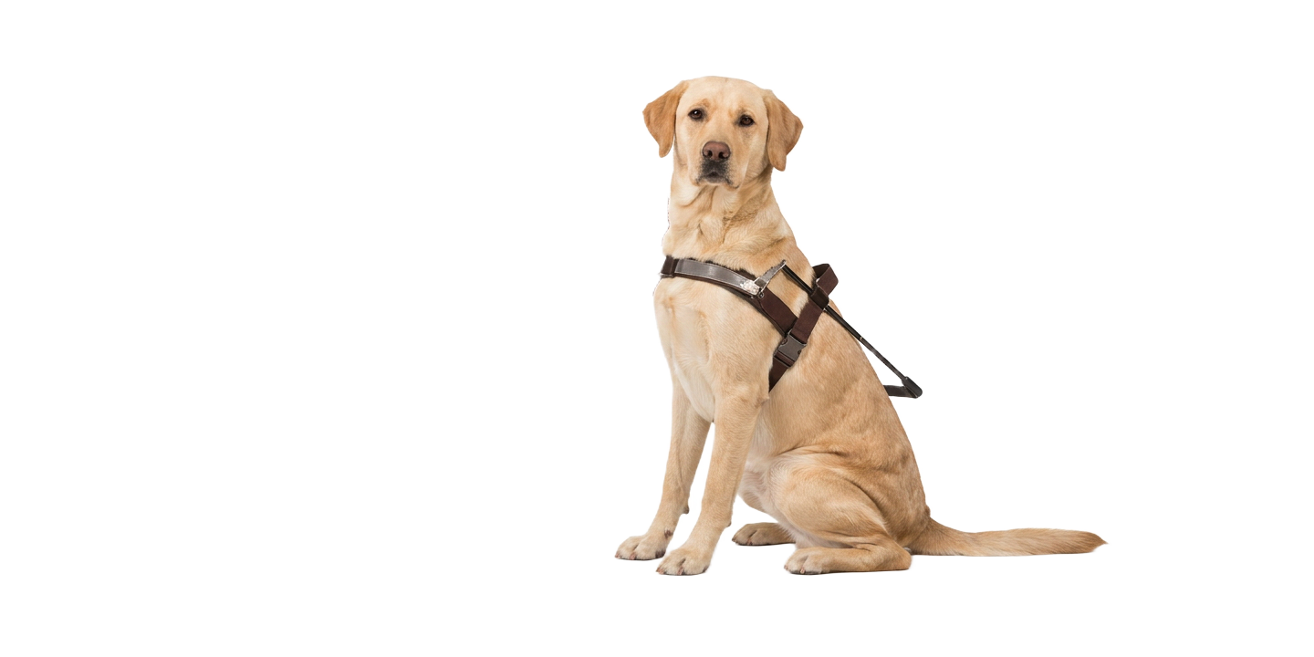 Guide Dogs Australia